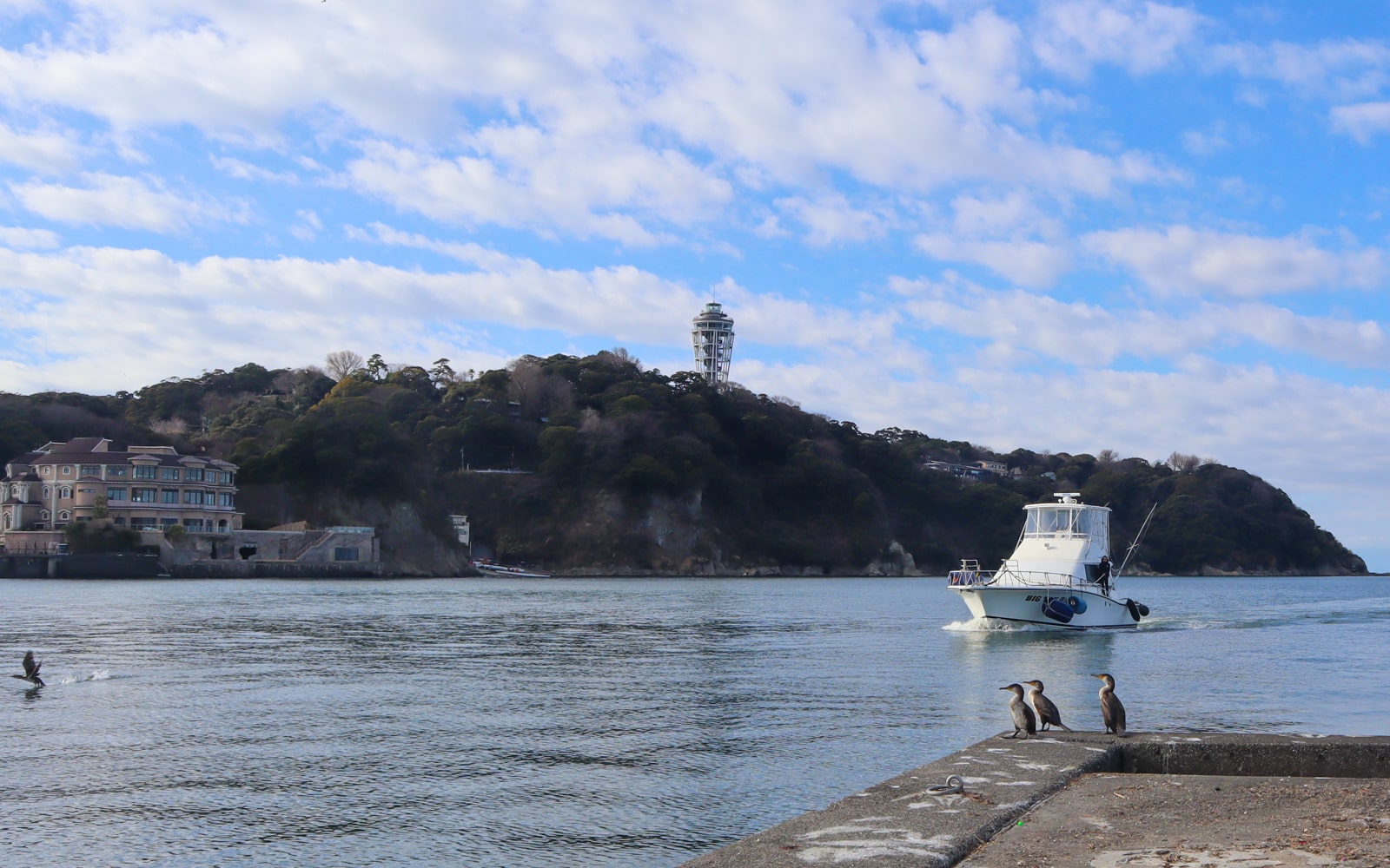 海鵜(ウミウ)と江の島と散骨船